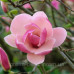 Магнолія Суланжа Рустіка Рубра Magnolia soulangeana Rustica Rubra / h 150