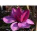 Магнолія 'Ройал Пурпл'  Magnolia 'Royal Purple' / h 140-160