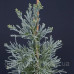 Секвоядендрон гігантум Павер Блю Sequoiadendron giganteum ‘Powder Blue’ /h 60