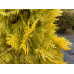 Calocedrus decurrens 'Berrima Gold' Цалоцедрус Берімма Голд h 40-60