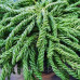 Криптомерія японська Спіраліс Cryptomeria japonica 'Spiralis' h 40 - 50