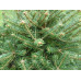 Ялиця Фрейзера Rawls, Abies Fraseri Rawls h 40x50