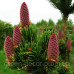 Ялина колюча Лакі Страйк. Picea pungens Lucky Strike / h 30-40