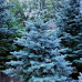 Ялиця субальпійська Арізоніка (Abies lasiocarpa 'Arizonica')/h 50-55