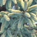 Ялина чорна Маріанна Ауреа  Picea mariana Aurea / h 50-60