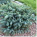 Ялиця іспанська Хорстман (Abies pinsapo Horstmann) h30-40