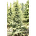 Кедр ліванський Атлантіка Аурея  Cedrus libani Atlantica Áurea h 90-100