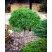 Сосна Веймутова ‘Грин Твист’, Pinus strobus ‘Green Twist’/ pa 80 h 90
