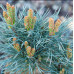 Сосна звичайна 'Chantry Blue', Pinus sylvestris 'Chantry Blue'.pa100 cm h 130