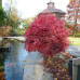 КЛЕН ПАЛЬМОЛИСТИЙ 'ШАІНА' Acer Palmatum Shaina / h 70-80