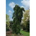 Ялиця нордмана Пендула  Abies nordmanniana Pendula/ h 60