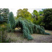 Кедр Атласский Глаука Пендула Cedrus libani ’ Atlantica Glauca Pendula’ /h90