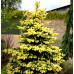 Ялина колюча «Майголд» — Picea pungens «Maigold»/ h 40-50