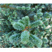 Ялиця фразера Блю Боннет  Abies fraseri Blue Bonnet/ h 50-65
