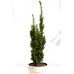 Тис ягідний 'Давід' Taxus david / h 65-90