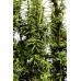 Тис ягідний 'Давід' Taxus david / h 65-90