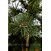 Ялина Японська Picea Polita/h70-80