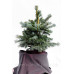 Ялиця субальпійська Арізоніка (Abies lasiocarpa 'Arizonica')/h 50-55