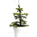 Ялиця Нордмана Мідвінтер Abies Midwinter Gold/ h50
