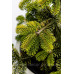 Ялиця Нордмана Мідвінтер Abies Midwinter Gold/ h50