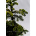 Ялиця Нордмана Мідвінтер Abies Midwinter Gold/ h50