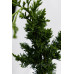 Кипарисовик Лавсона Вісселс Сагуаро Chamaecyparis lawsoniana Wissel’s Saguaro h 80-100