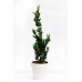 Кипарисовик Лавсона Вісселс Сагуаро Chamaecyparis lawsoniana Wissel’s Saguaro h 80-100