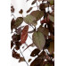 Слива вишнеплідна Пісарди / Prunus cerasifera Pissardii stam 70-80 h150-170