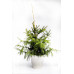 Ялина сербська Аурея Picea Omorika Aurea h90