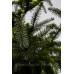 Ялина сербська Аурея Picea Omorika Aurea h90