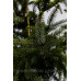 Ялина сербська Аурея Picea Omorika Aurea h90