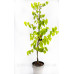 Церціс Канадський Пінк Пом Понс – Cercis Canadensis Pink Pom Poms /h 140-150