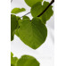 Церціс Канадський Пінк Пом Понс – Cercis Canadensis Pink Pom Poms /h 140-150