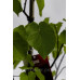 Церціс Канадський Пінк Пом Понс – Cercis Canadensis Pink Pom Poms /h 140-150