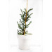 Ялиця фразера Блю Боннет  Abies fraseri Blue Bonnet/ h 50-65