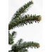 Ялиця фразера Блю Боннет  Abies fraseri Blue Bonnet/ h 50-65