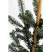 Ялиця фразера Блю Боннет  Abies fraseri Blue Bonnet/ h 50-65