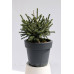 Ялина чорна маріанна хорстманн Picea mariana 'Horstmann'  / h 25