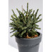 Ялина чорна маріанна хорстманн Picea mariana 'Horstmann'  / h 25