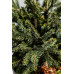 Ялина чорна маріанна хорстманн Picea mariana 'Horstmann'  / h 25