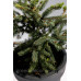 Ялина чорна маріанна хорстманн Picea mariana 'aurea'/ h 65-70
