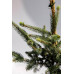 Ялина чорна маріанна хорстманн Picea mariana 'aurea'/ h 65-70