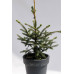 Ялина чорна маріанна хорстманн Picea mariana 'aurea'/ h 65-70