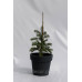 Ялиця одноколірна Вінтерголд Abies concolor Wintergold / h 30-40