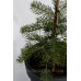 Ялиця одноколірна Вінтерголд Abies concolor Wintergold / h 30-40
