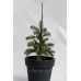 Ялиця одноколірна Вінтерголд Abies concolor Wintergold / h 30-40