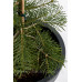 Ялиця одноколірна Вінтерголд Abies concolor Wintergold / h 30-40