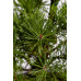 Сосна звичайна Ауреа  Pinus sylvestris Aurea / h 40