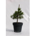 Сосна звичайна Ауреа  Pinus sylvestris Aurea / h 40