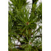 Сосна звичайна Ауреа  Pinus sylvestris Aurea / h 40